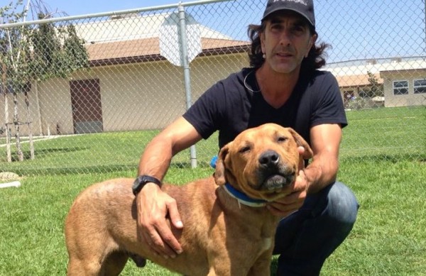 Rescue dog Damon at the Ventura Shelter