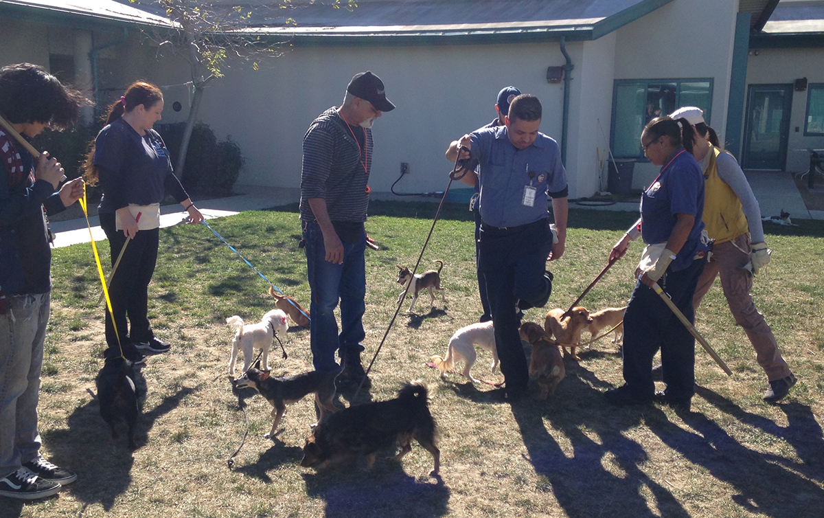 dog playgroup training at LA City Shelters