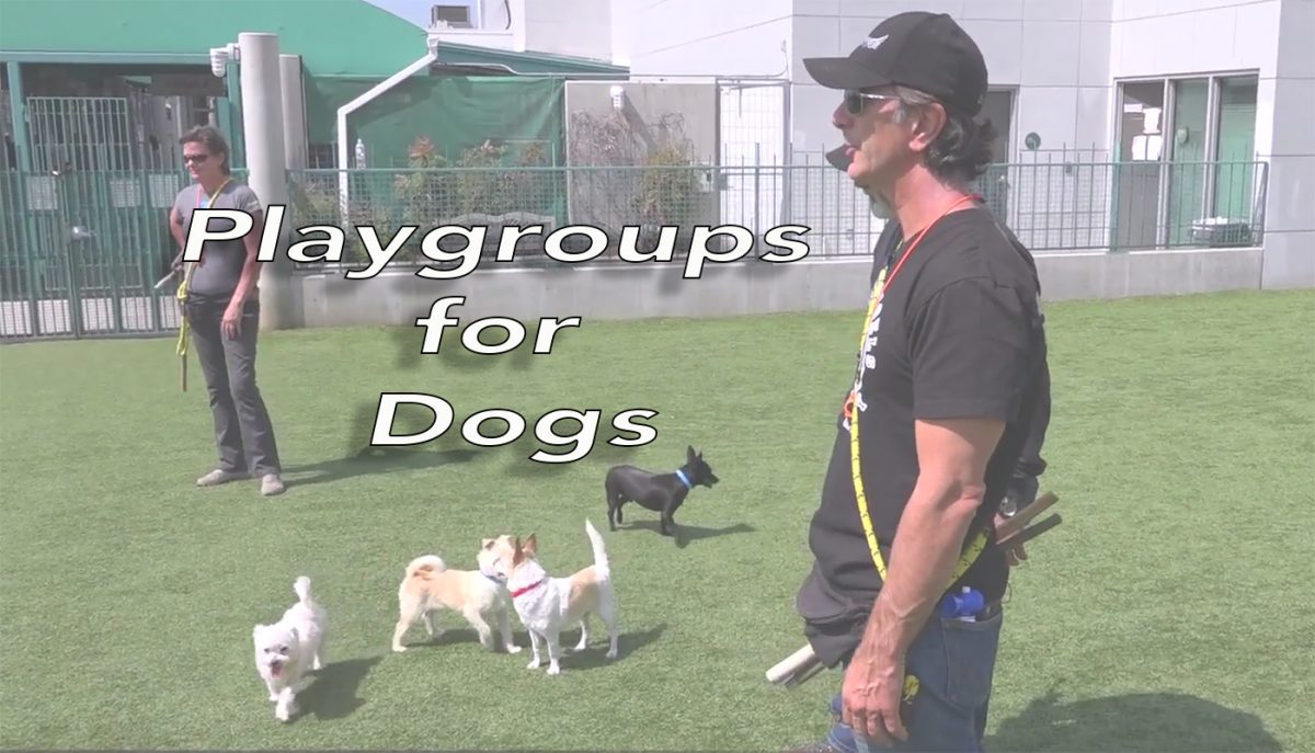 Playgroups for Dogs Training