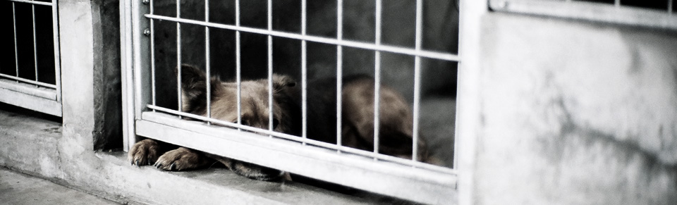 Donate to Bound Angels - save a life.