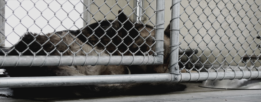 donations to bound angels pic top donations to Bound Angels save lives